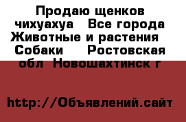 Продаю щенков чихуахуа - Все города Животные и растения » Собаки   . Ростовская обл.,Новошахтинск г.